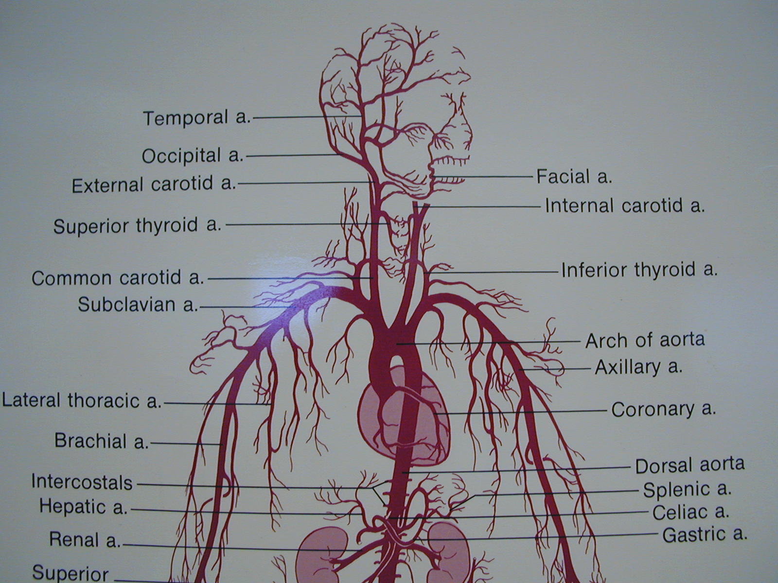 Arteries Diagram Upper Body Vascular Anatomy Of The U Vrogue Co